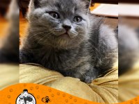 British Shorthair Blue