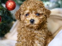 YENİ YILA YENİ BİR TOY POODLE DOSTLA BAŞLANGIÇ YAPIN