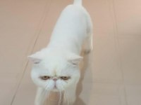 yetişkin exotic shorthair erkek