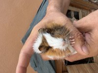 Sağlıklı guinea pig yavrular