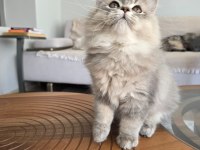 British Longhair Kedilerim