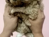 SIFIR burun maltipoo