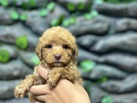 65 Günlük Kore Poodle Yavrular