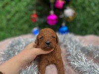 Toy poodle bebek köpeklerimiz