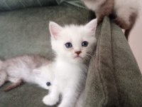SHOW KALİTE EVDE BAKTIĞIM AS11 KEDİLERİM