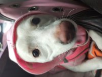 Jack russell terrier
