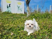 MiniBoy Kore Kanı Maltese Bebekler -- Sun Kennels