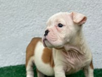Safkan erkek ve dişi yavru köpekler