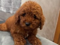 Toy Poodle Yavrularımız