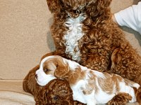 Toy poodle
