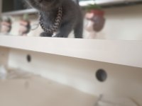 Scottish fold yavruları