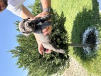 ÜST KALİTE ORİJİNAL CANE CORSO YAVRULAR