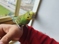 Evcil Muhabbet Kuşu