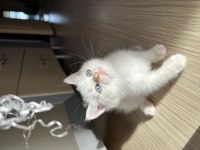 Yellow point british shorthair mavi gözlü erkek