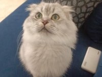 Damızlık scottish fold kedisi