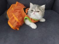 Full şecereli 55 günlük exotic shorthair