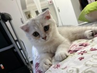 Evcil british longhair 3 aylık