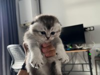 Blue point silver point british shorthair