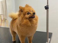 Yetişkin 1 yavrusuyla birlikte verilecek pomeranian