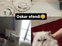 British longhair bal yavrumuza yuva arıyoruz