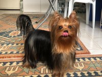 Şecereli Yorkshire Terrier Bebekler