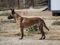 FCI A Şecere Malinois