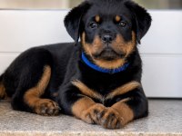 Rottweiler kapıda ödemeli çiftlik kredi kartı geçer
