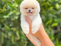 Pomeranian boo bebeklerim
