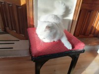 British shorthair lütfen bakıp geçme gerçek ailemi istiyorum