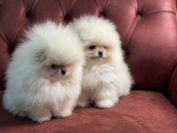 Ankaranın En Elit Pomeranian Boo Yavruları