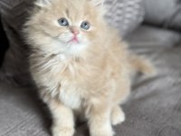 2 aylık erkek british longhair