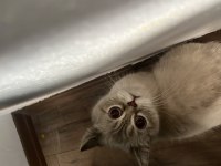 Ücretsiz British Shorthair Kedimiz