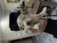 Maltipoo bebekleri
