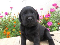 FCI-KIF secereli Labrador Retriever Yavrular