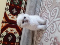 Safkan orjinal scottish fold yavrum