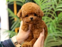 Gülen Surat Oyuncak Yapılı Poodle Bebişlerim