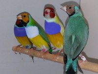 Goldian Finch Yavru Alınmış Takımlar