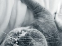 Ücretsiz sahiplendirme scottish fold