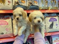 A Kalite Maltipoo Yavrusu 0 Beden