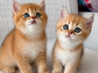 En Güzel Ny12 Golden British Shorthair Yavrular