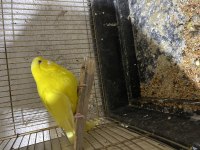 Muhabbet kuşu 7 aylıklar ötüyorlar