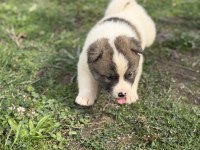 Safkan amerikan akita yavrular