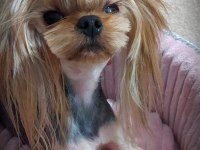 Şecere Belgeli Yetişkin Erkek Yorkshire Terrier