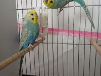 Orjinal bilezikli damızlık rainbow muhabbet takım