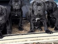 Cane Corso Sosyal Köpekler