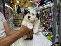 ORİJİNAL MALTESE TERRİER BEBEKLERİMİZ