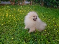 1 Erkek 2 Dişi Pomeranian Boo Yavrular