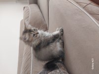 British longhair yavrular