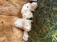 Anne Altından Yavru Ginepig