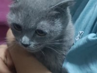 Scottish Fold